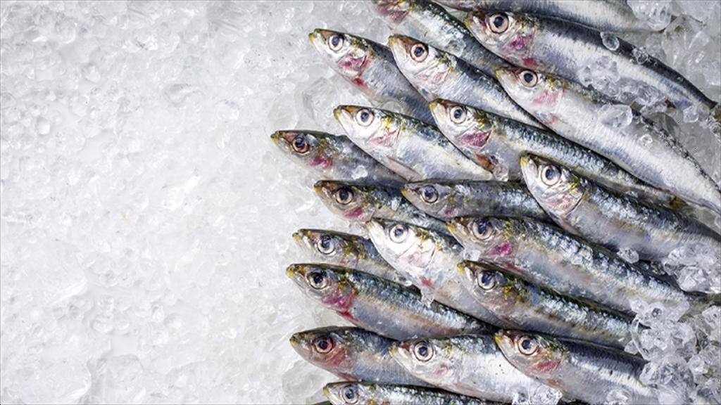 Morocco tạm ngừng xuất khẩu cá mòi đông lạnh từ tháng 22026 để bảo đảm an ninh lương thực