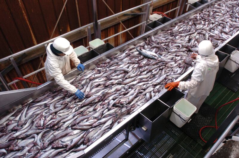 Sản lượng đánh bắt cá minh thái giảm ở Biển Okhotsk (Nga) 