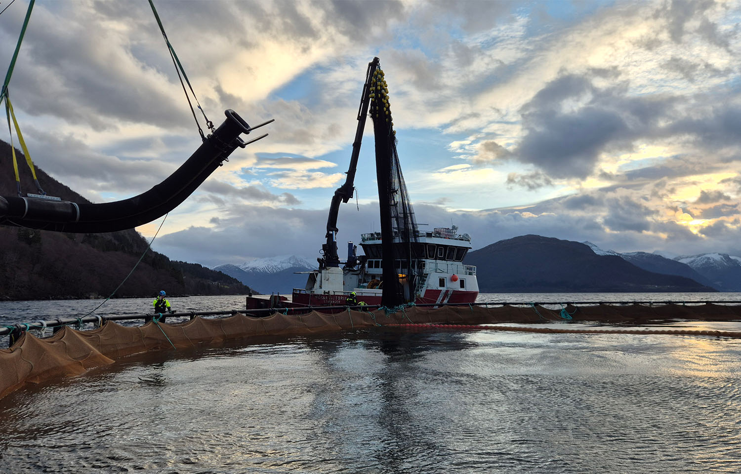 Ode dẫn đầu ngành nuôi cá tuyết Na Uy với sản lượng kỷ lục 