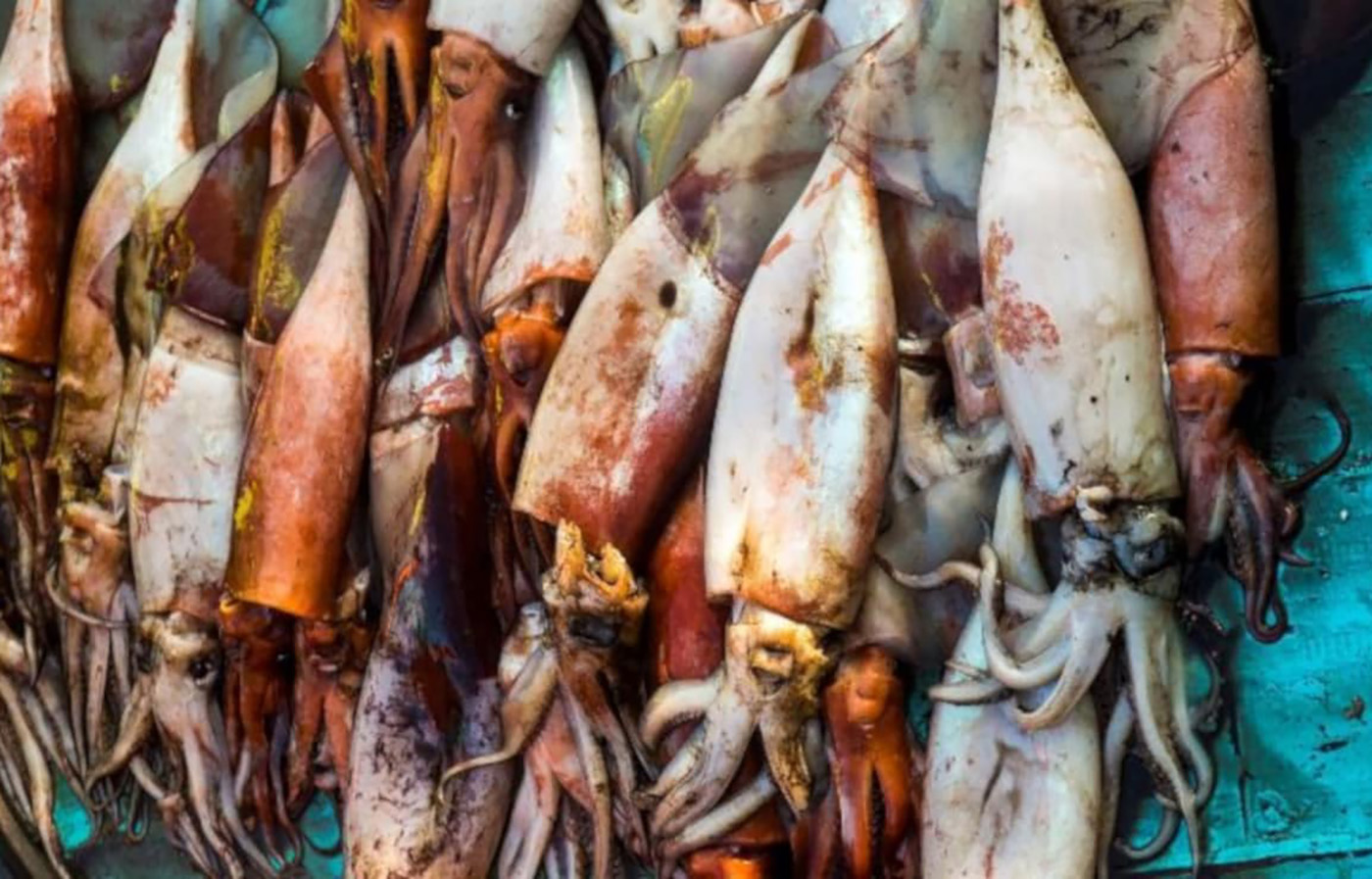 Giá mực ống biển sâu tiếp tục suy yếu, thị trường phân hóa theo vùng nguồn cung