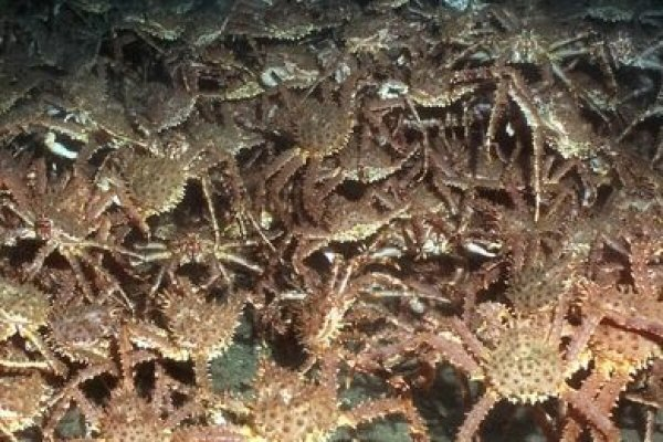  Giá cua hoàng đế Na Uy giảm ngắn hạn do nguồn cung tăng