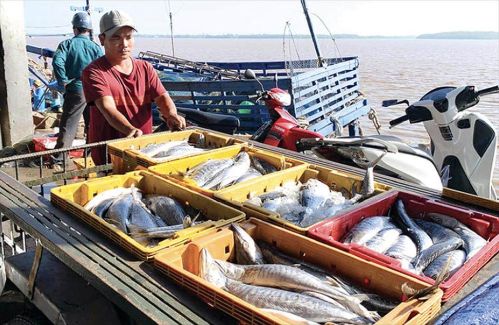 Can Tho’s fishery output hits nearly 783,000 tons in 2025.