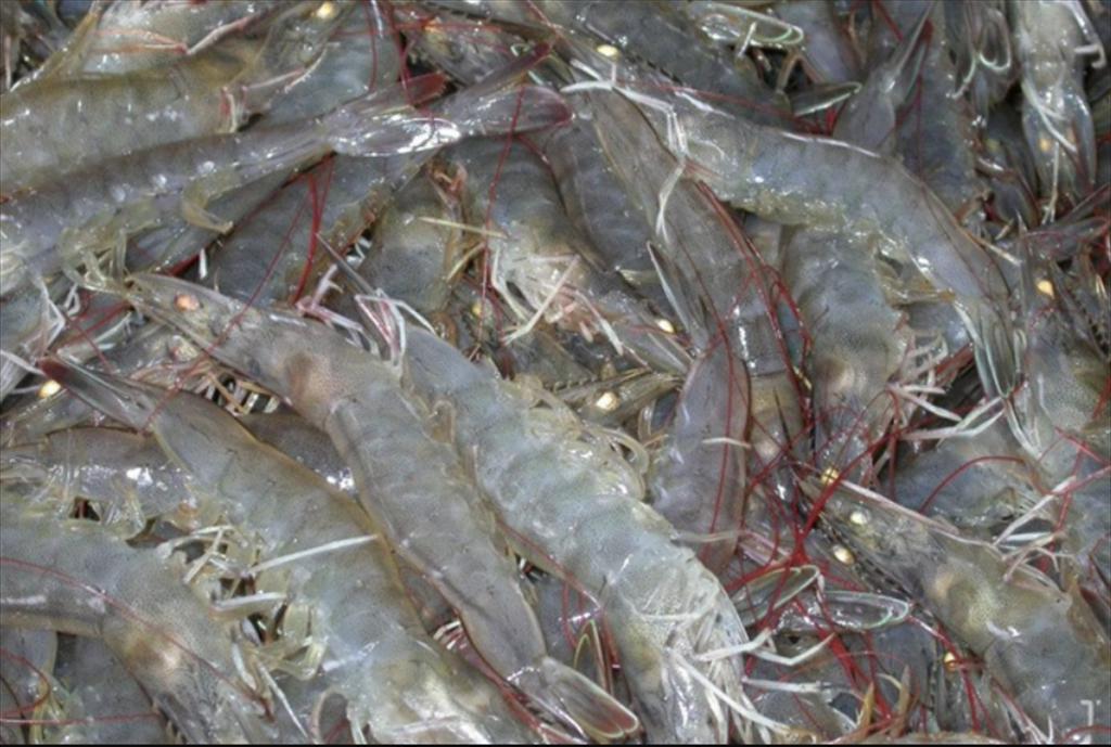 Can Tho issues technical guidelines for brackish-water shrimp farming adapted to 2026 weather conditions