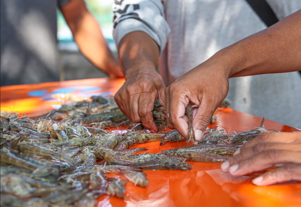 Xuất khẩu tôm Indonesia năm 2025 Phục hồi cuối năm sau biến động tại thị trường Mỹ 