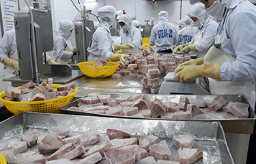 FTA giữa EU - Ấn Độ “cú hích” cho cá ngừ Ấn Độ, sức ép mới cho cá ngừ Việt Nam