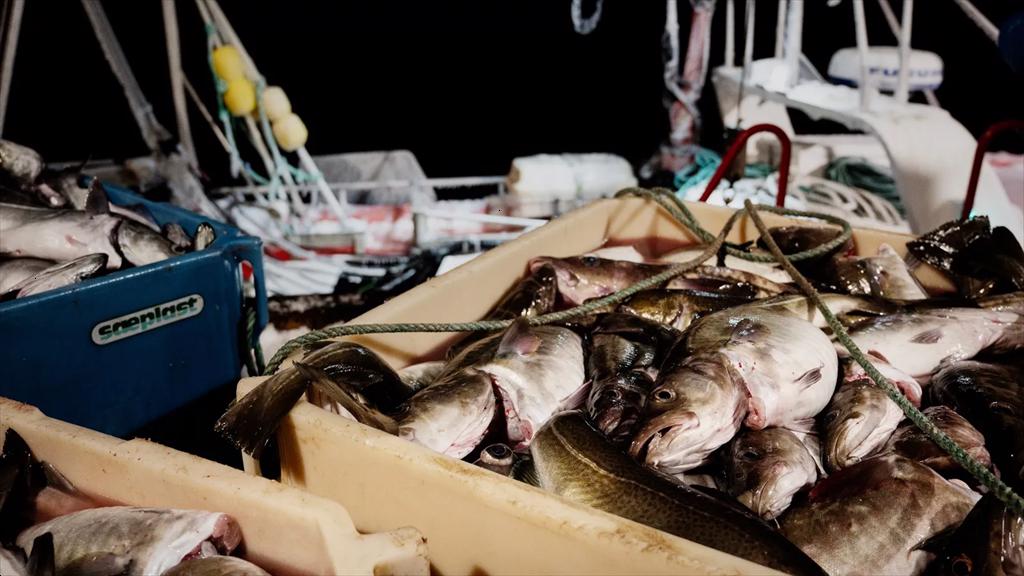 Giá cá tuyết Bắc Âu lập đỉnh, doanh nghiệp chế biến lao đao