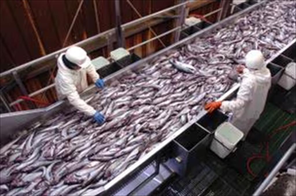 Nga siết kiểm soát giá thủy sản, cá minh thái là trọng tâm giám sát