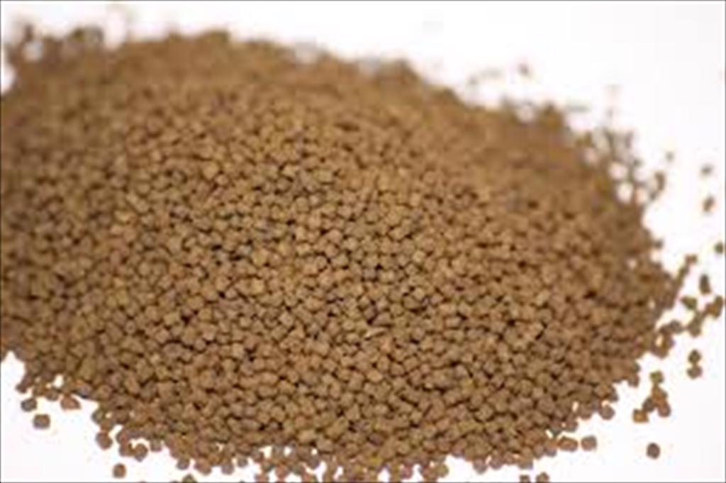 Bột giun nhiều tơ có thể thay 50% bột cá trong thức ăn cá vược