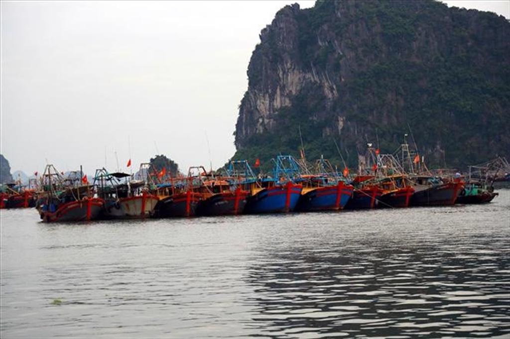 IUU Enforcement Peak Campaign in Quang Ninh