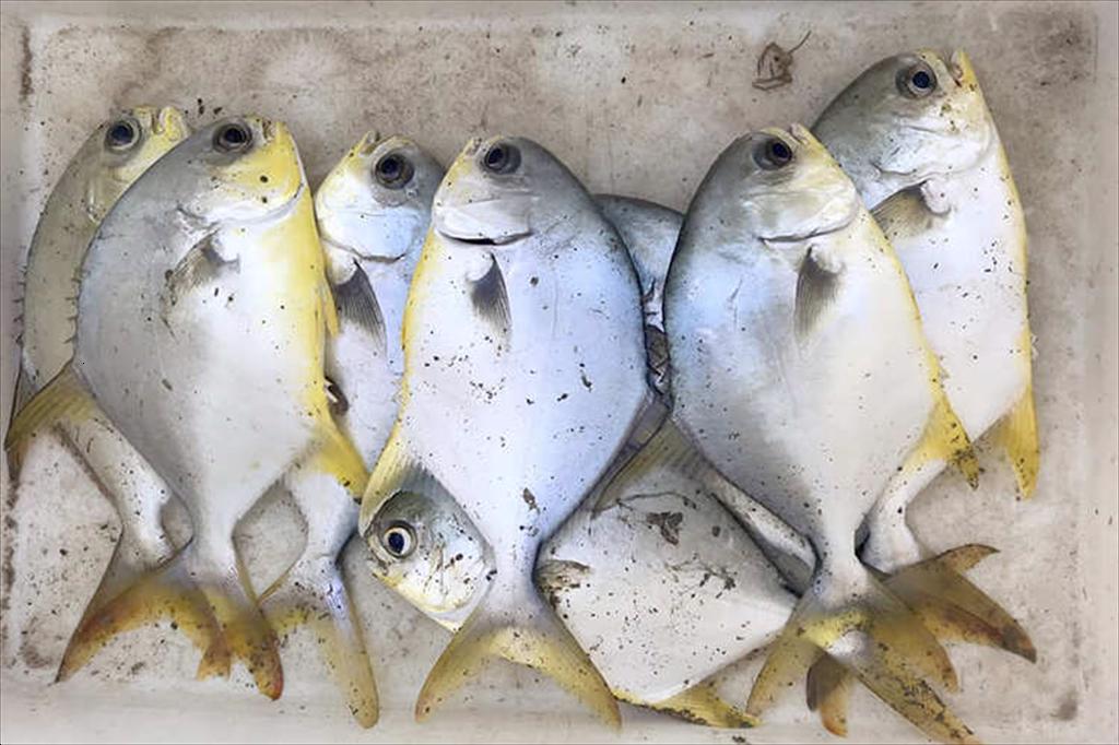 Quang Tri promotes organic golden pompano farming