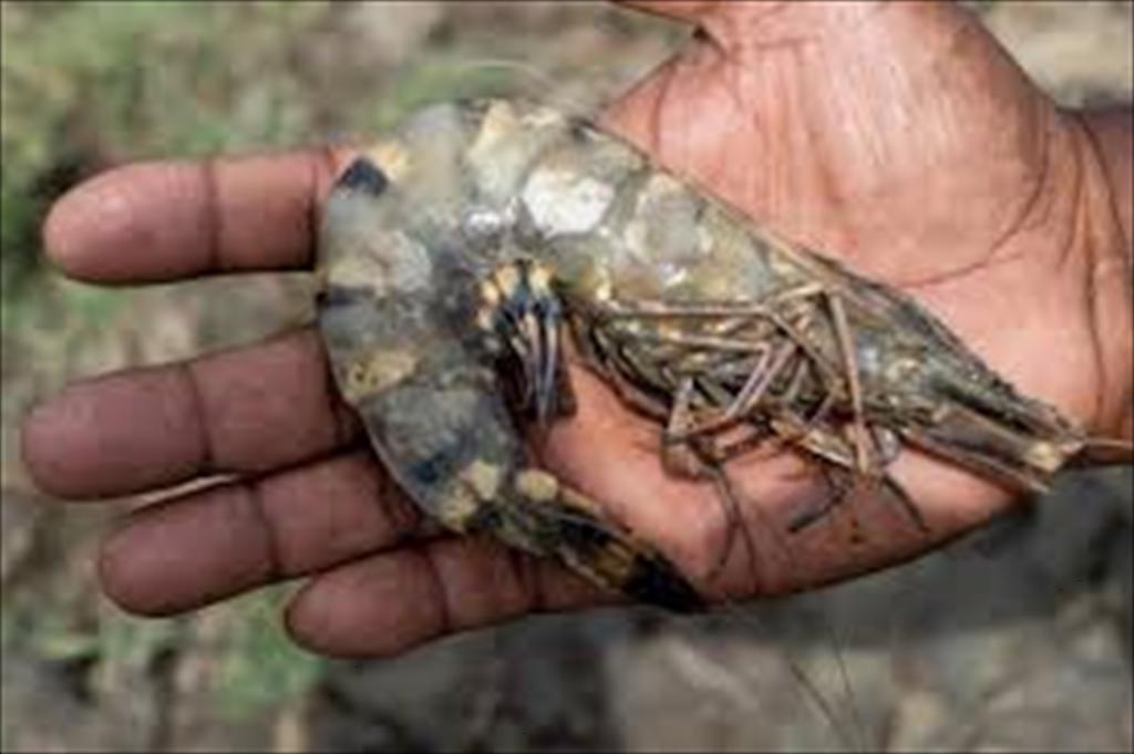 Can Tho Technical Recommendations for Brackish Water Shrimp Farming in 2026