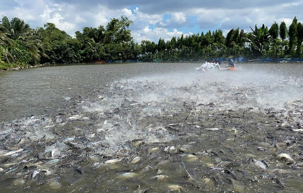 Pangasius Industry Targets Sustainable Growth in 2026