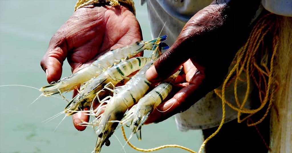 Securing an FTA with the EU Indian Shrimp Puts Pressure on Vietnam’s Market Share