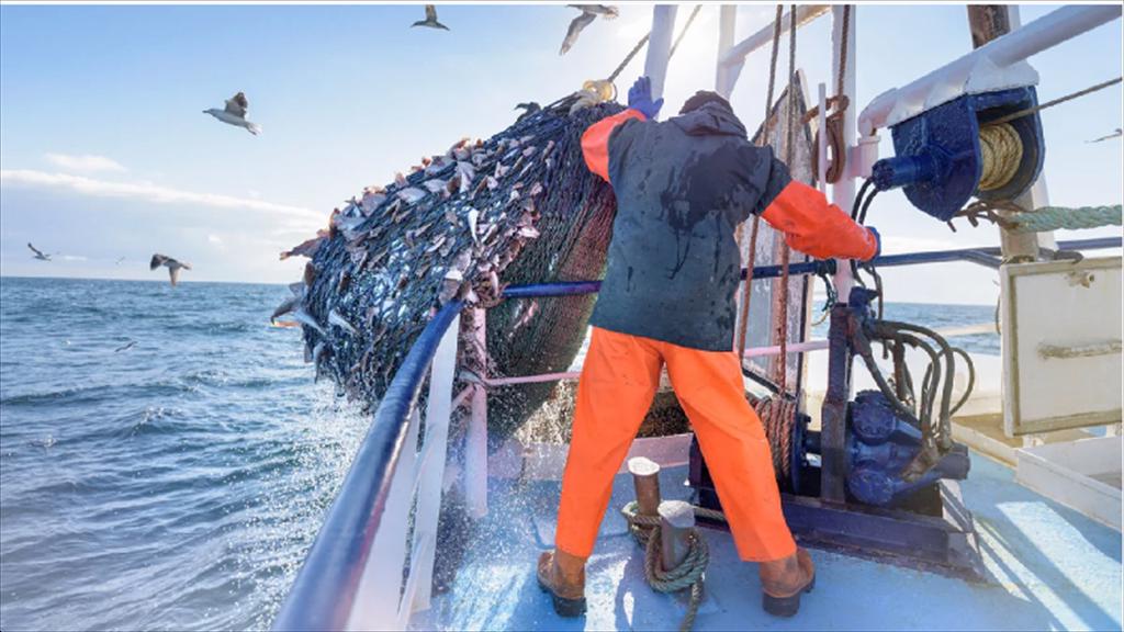 Sản lượng cá tuyết Baltic năm 2025 giảm gần một nửa