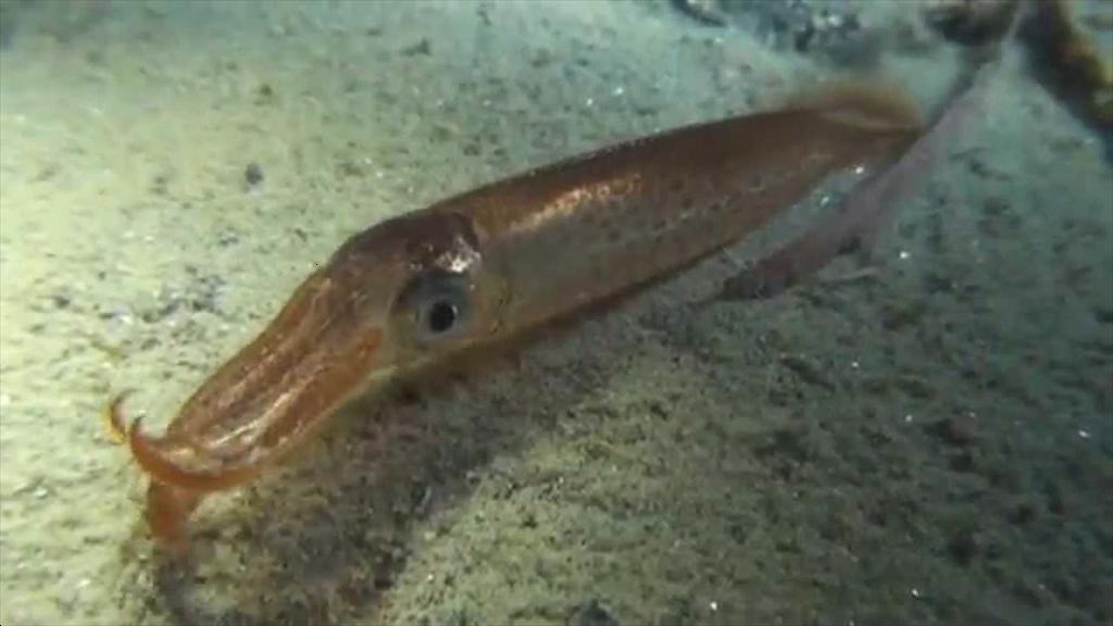 Nhật Bản dự kiến tăng mạnh hạn ngạch khai thác mực bay