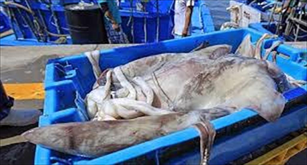 SPRFMO xem xét siết quản lý mực bay Nam Thái Bình Dương