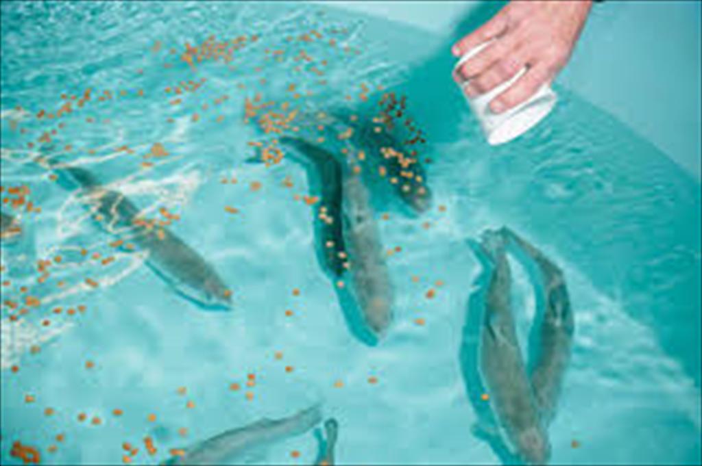 Thức ăn thủy sản nguồn gốc thực vật gia tăng áp lực lên môi trường