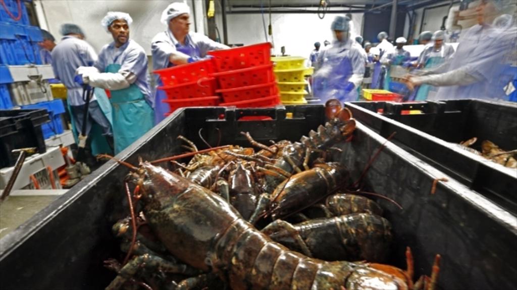 Shrimp exports in january 2026 strong start to the year, market sentiment stabilizes after POR19