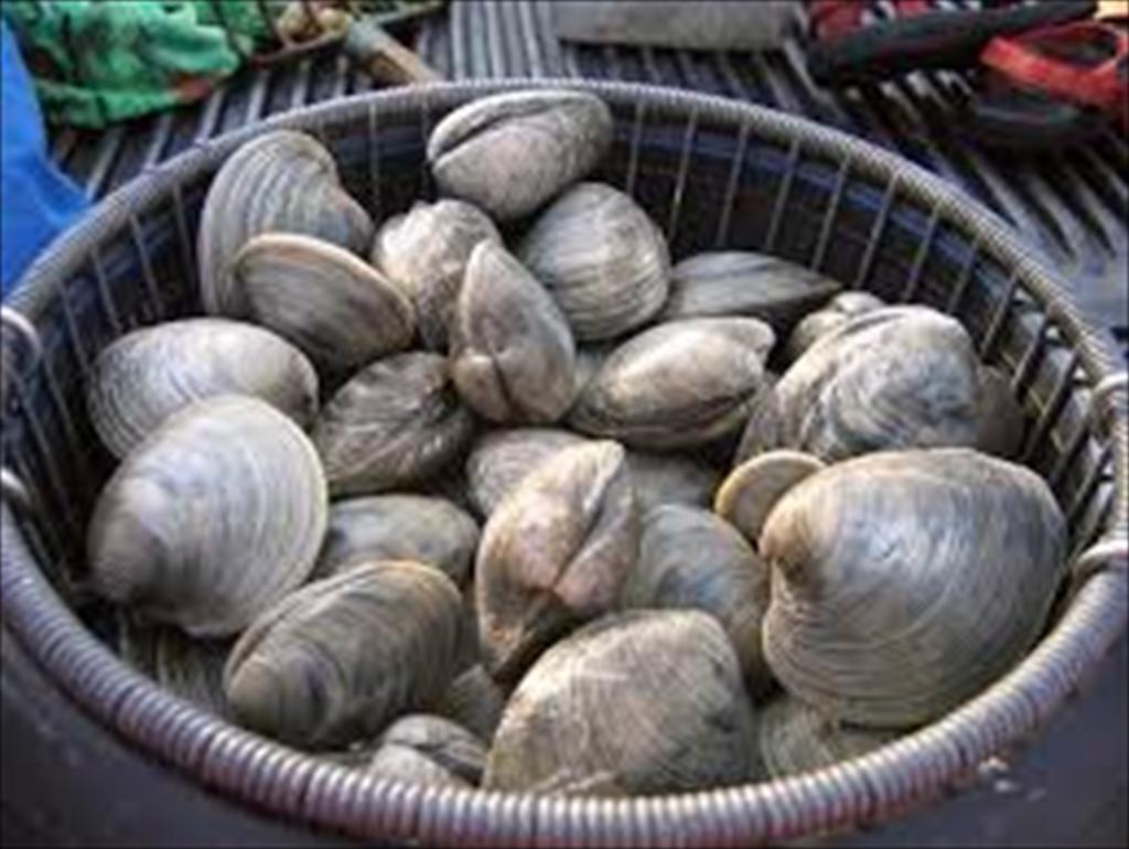 Ha Tinh Clam prices nearly double, farmers reap substantial profits