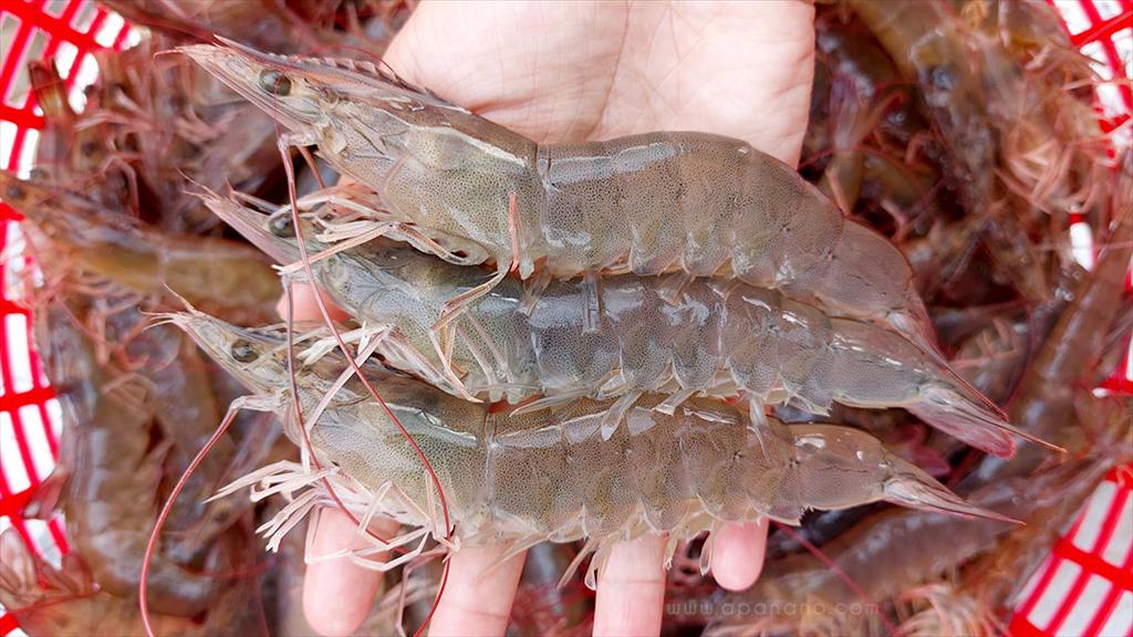 Da Nang shrimp farmers cautiously enter the new season