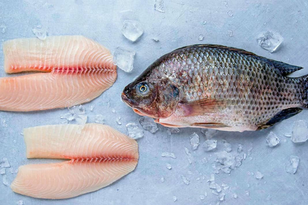 Infographic Xuất khẩu cá rô phi Việt Nam T12026