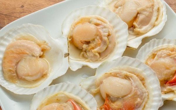 Sản lượng sò điệp Mỹ cải thiện nhẹ, kích cỡ nhỏ chiếm ưu thế