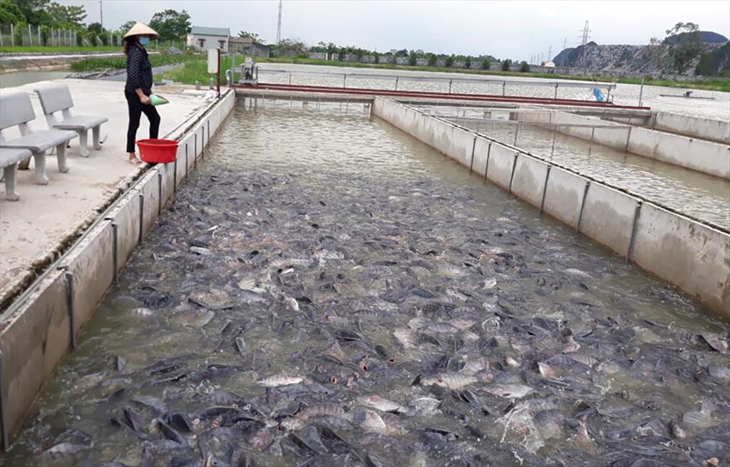 Brazil mở rộng sản xuất cá rô phi, Mỹ vẫn là thị trường chủ lực