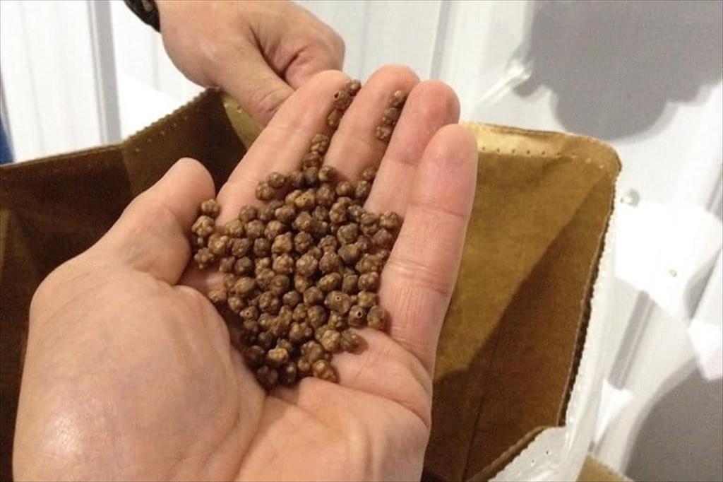 Công nghệ và thức ăn thủy sản Nga mở rộng hiện diện tại Uzbekistan