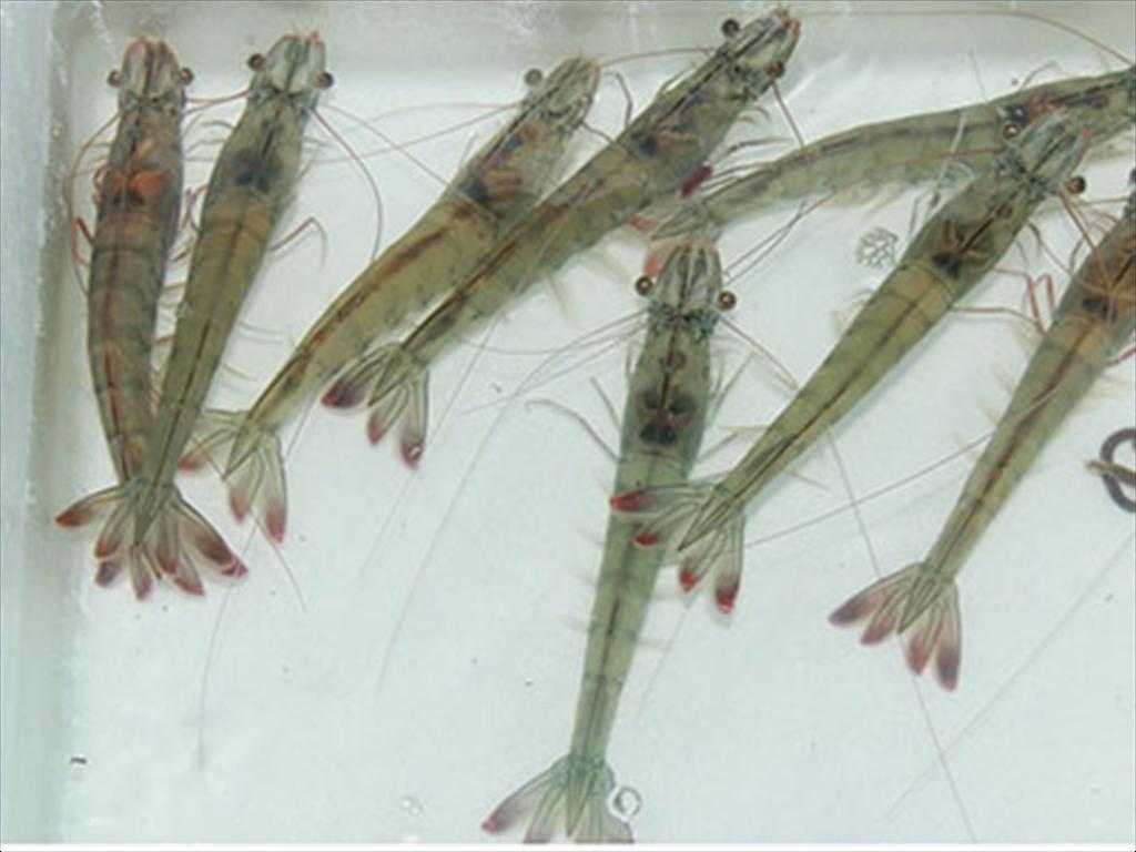 Shrimp seed industry 2025 A turning point in technology, management and broodstock self-sufficiency