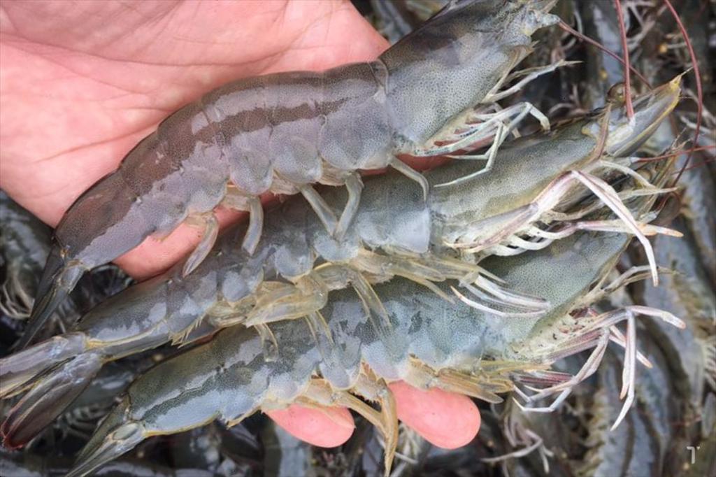 Khoáng chất tự nhiên giúp cải thiện tăng trưởng của tôm chân trắng