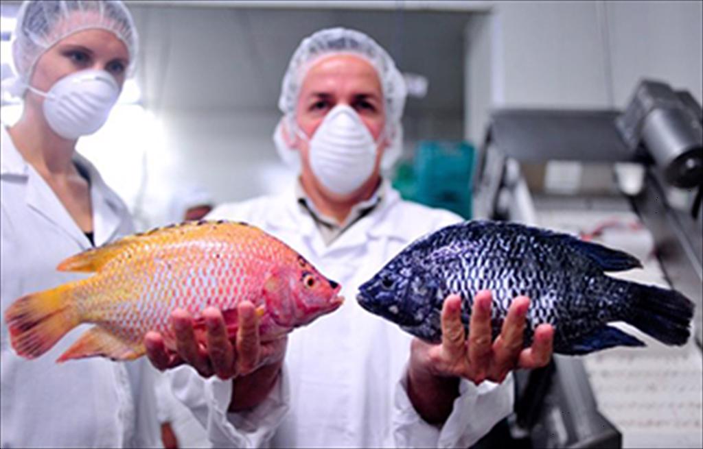 Cá rô phi được kỳ vọng thay thế cá tuyết tại thị trường châu Âu