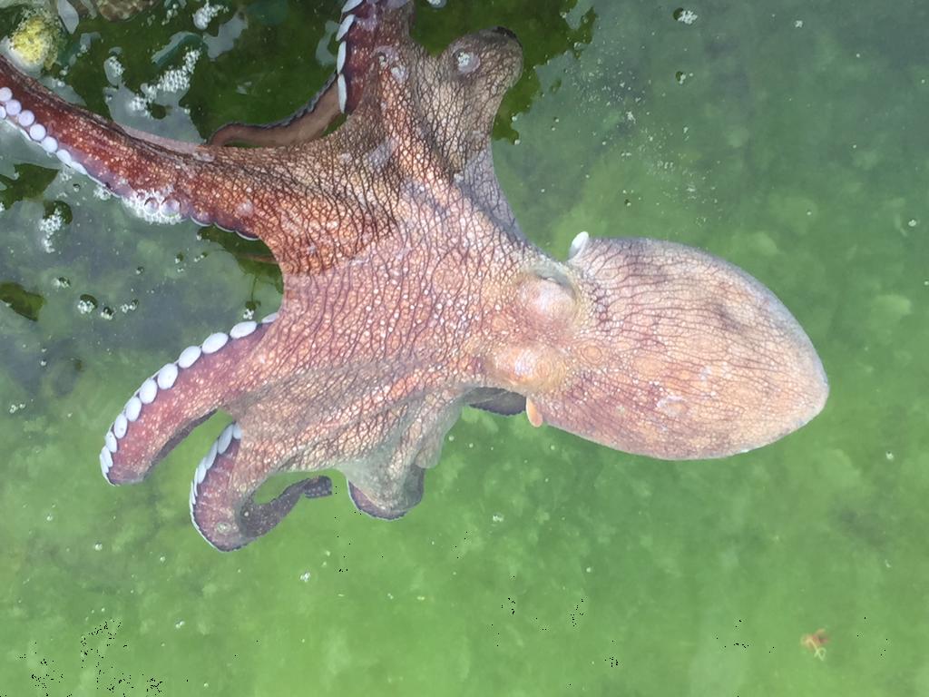 Mexico xem xét dự luật cấm nuôi bạch tuộc