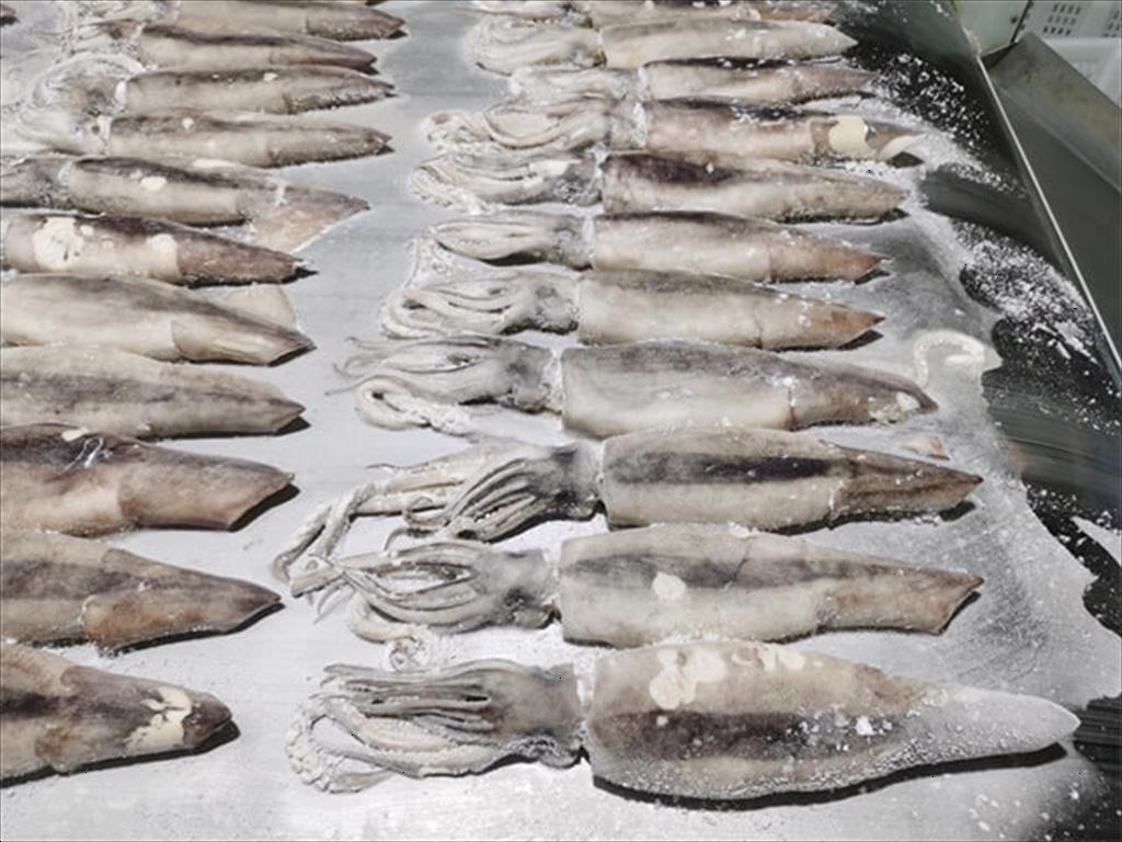 Hàn Quốc mở rộng khai thác mực Argentina ở Tây Nam Đại Tây Dương