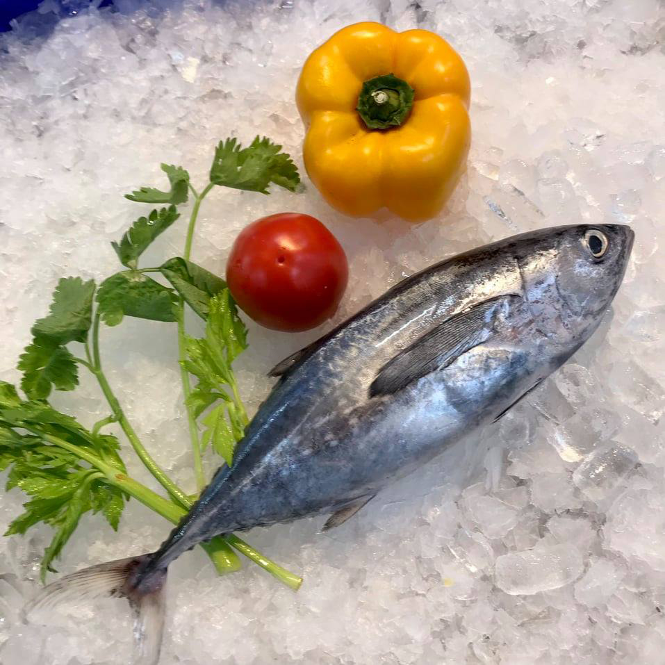 Infographic Xuất khẩu Cá ngừ của Việt Nam 2 tháng đầu năm 2026