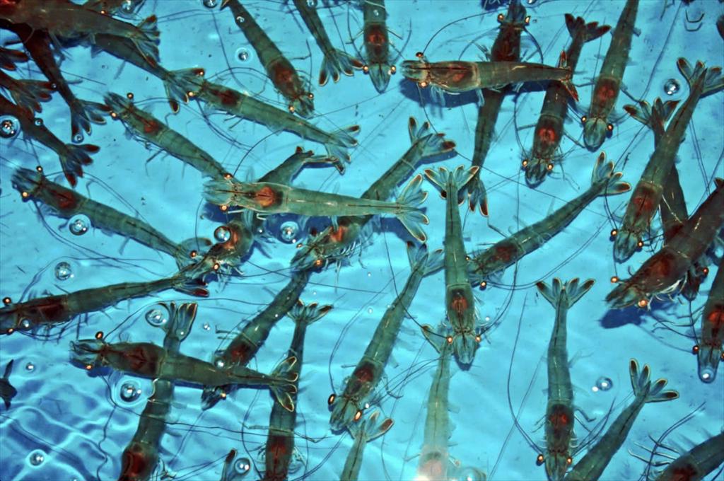 Quy định mới nhất về cấp phép nhập khẩu, xuất khẩu giống thủy sản