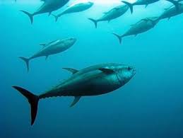 Ngành công nghiệp cá ngừ Ghana đạt chứng nhận MSC