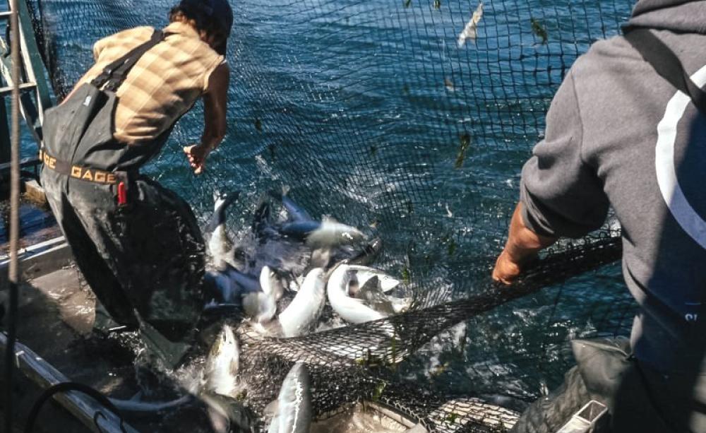 Tăng cường nghề cá bền vững ở Thái Bình Dương Xanh