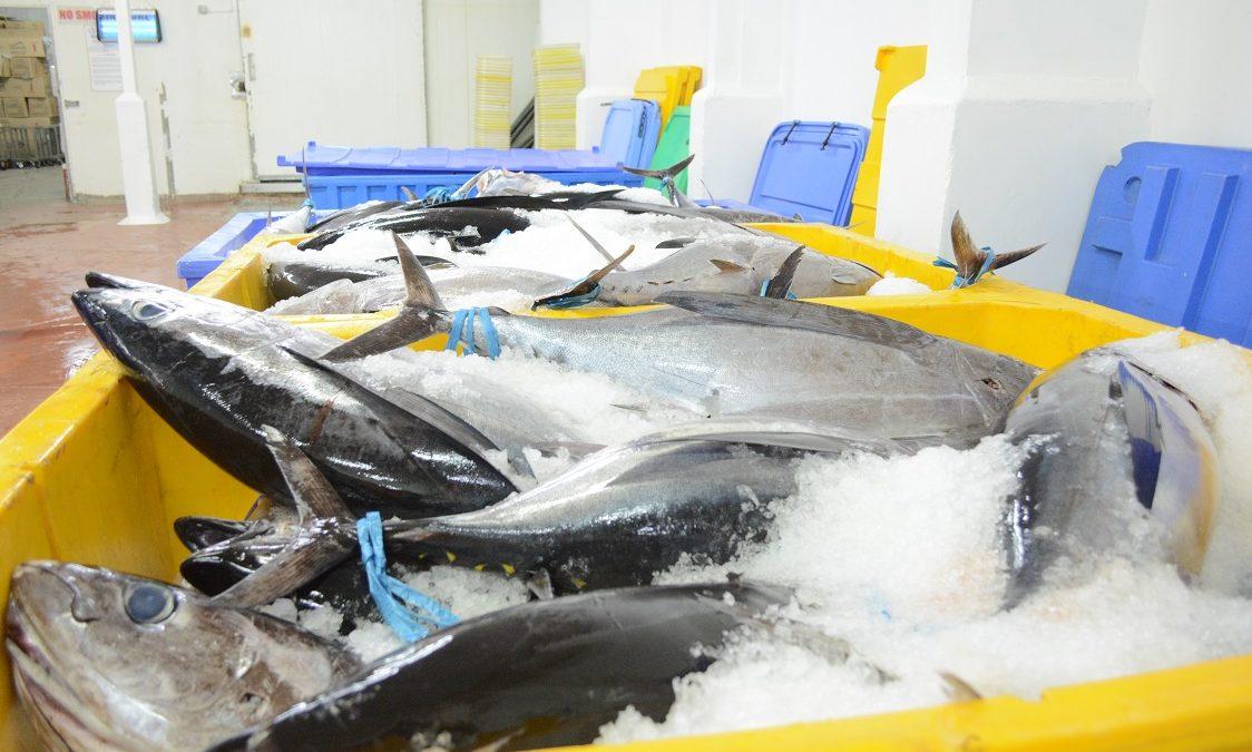 FFA tăng cường quản lý nghề cá ngừ ở Thái Bình Dương