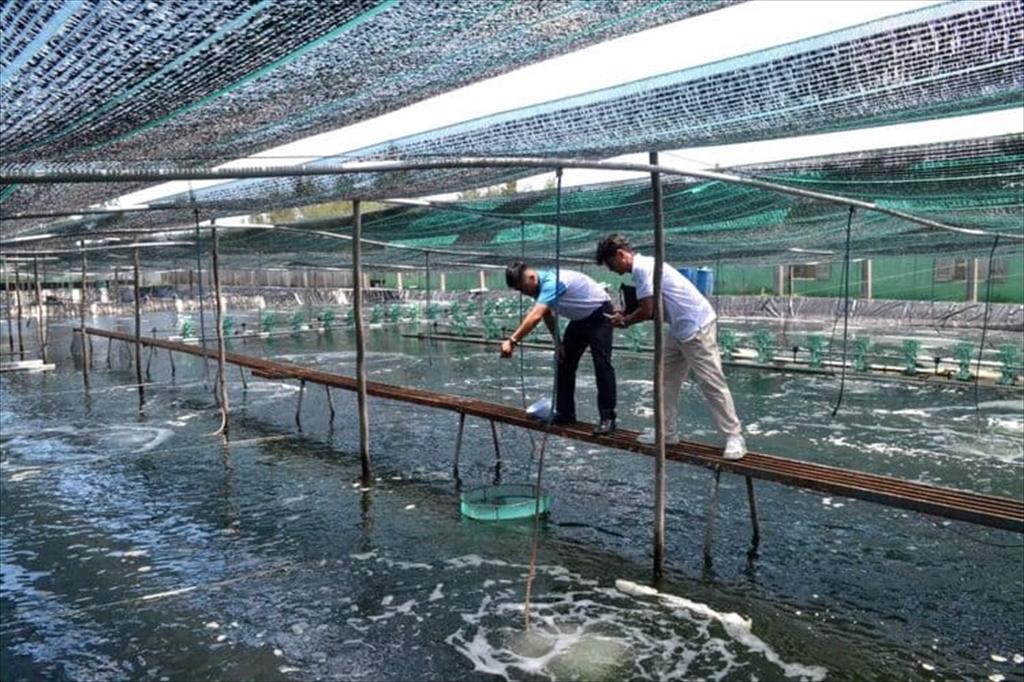Da Nang promotes high-tech shrimp farming