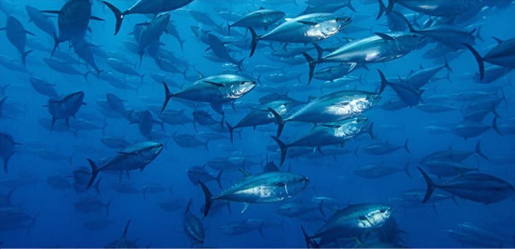 Thị trường Toyosu 2025 Cá ngừ vây xanh tăng khối lượng nhưng giá giảm