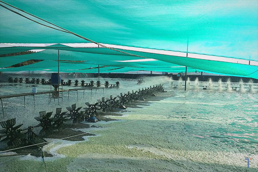 Gia Lai khôi phục nuôi tôm sau bão, chuẩn bị vụ mới 2026