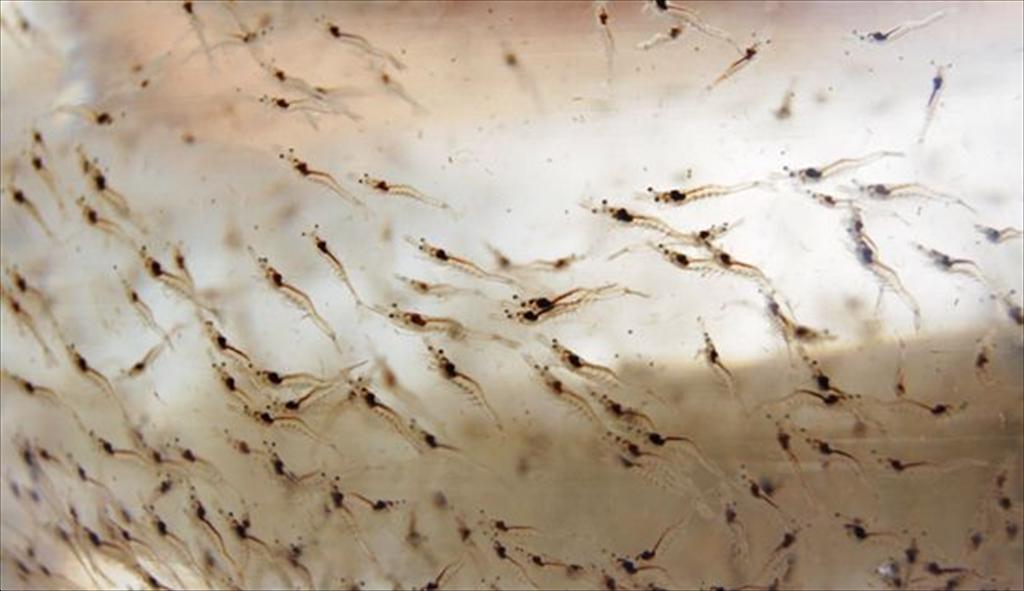 Hà Tĩnh siết chặt quản lý tôm giống, giảm rủi ro vụ xuân – hè