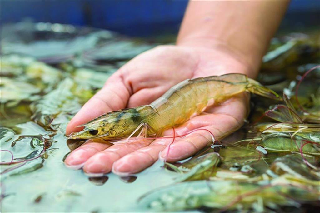 Vĩnh Long phát triển bền vững ngành nuôi tôm nước lợ