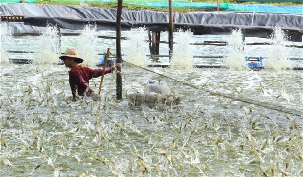 An Giang Nuôi tôm bằng vi sinh nâng cao hiệu quả