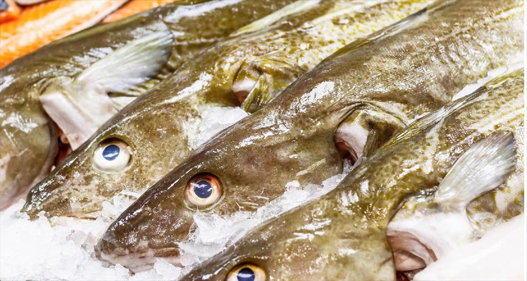 Nhập khẩu cá tuyết của EU vẫn tăng dù sản lượng toàn cầu giảm mạnh