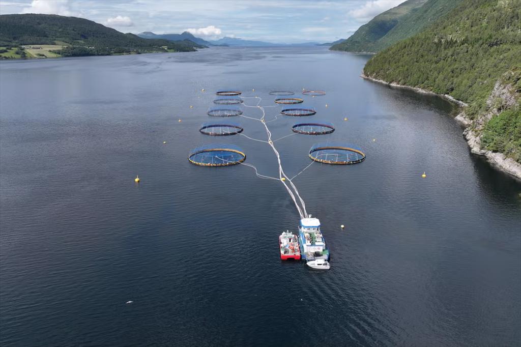 Cá tuyết nuôi được kỳ vọng trở thành nguồn cung ổn định thay thế cá tự nhiên