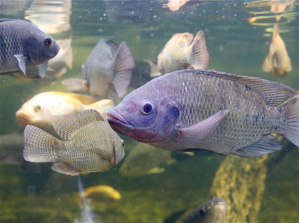 FAI ra mắt nền tảng “Tilapia Hub” hỗ trợ nuôi trồng bền vững