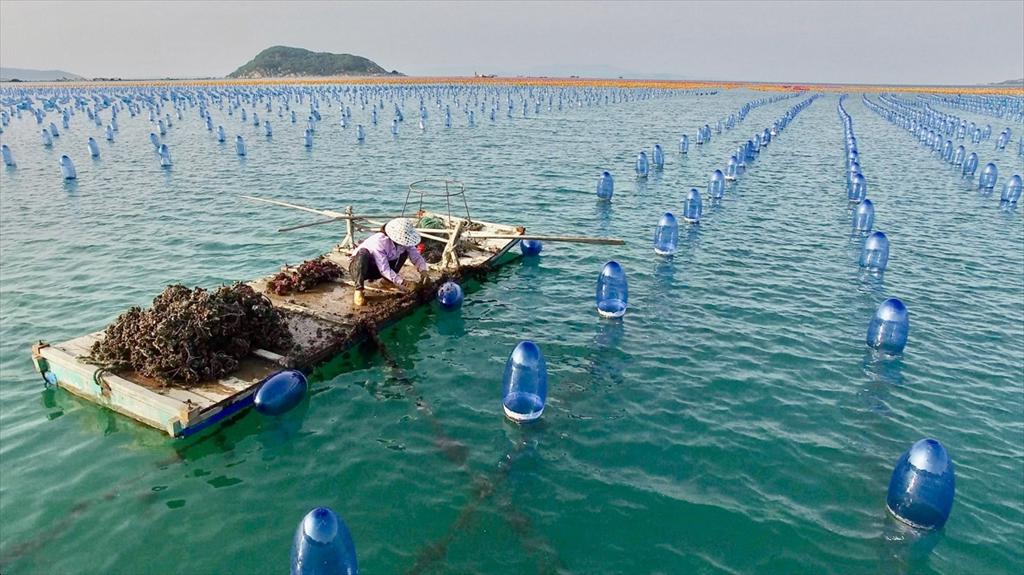 Thị trường thủy sản toàn cầu tăng trưởng ổn định, nuôi trồng giữ vai trò dẫn dắt