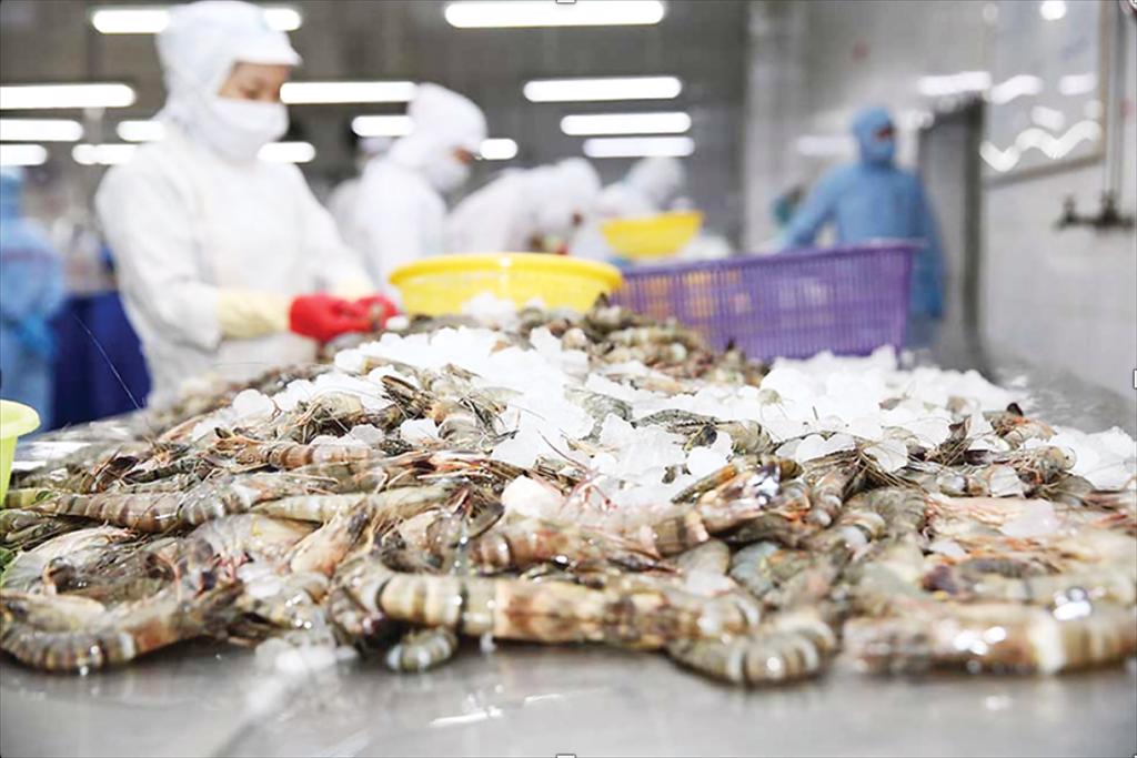 Australia a promising market for Vietnamese shrimp amid global trade volatility