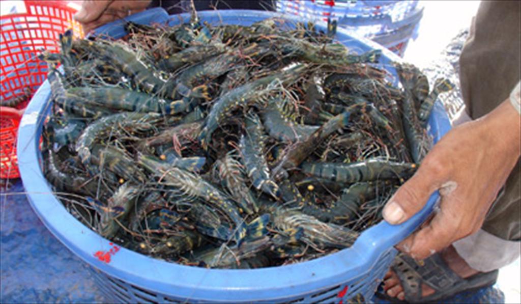 Vinh Long promotes sustainable development of brackish water shrimp farming